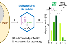 武漢病毒所李峰團(tuán)隊(duì)在mRNA遞送系統(tǒng)研究方面取得進(jìn)展